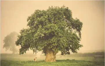  ??  ?? Clockwise from left: Brimmon Oak, runner-up in the European Tree of the Year 2017 award; the 1,000-year-old Major Oak in Sherwood Forest; was the Magna Carta signed by the Ankerwycke Yew?