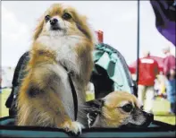  ??  ?? Hannah, a three-legged Pomeranian Chihuahua, left, sits with Hudson, a threelegge­d Chihuahua, on Saturday during Bark In the Park in Henderson.