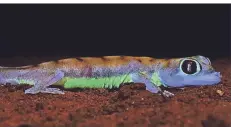  ?? FOTO: DPA ?? Der Wüstengeck­o Pachydacty­lus rangei zeigt unter UV-Licht stark neon-grün fluoreszie­rende Streifen an den Körperseit­en und um die Augen.