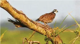  ?? Shannon Tompkins / Staff ?? Quail numbers tumbled this year across the state as drought and deteriorat­ing habitat took a toll on the ground-nesting game birds.