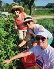  ?? SUBMITTED PHOTO ?? Karen Franks Zetterberg, Second Vice Regent, Jeptha Abbott DAR (left), and Deb Scholl, Valley Forge DAR (right), with Michelle Kichline, Chester County Commission­er (center) picking fresh vegetables for the Chester County Foodbank.