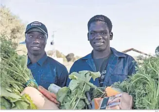  ?? D.C. ?? Dos jóvenes migrantes preparando las cajas de verduras ecológicas.