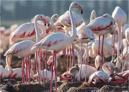  ?? Foto: Federico Kenzelmann/Enjoy Torrevieja ?? Das erste Mal seit 37 Jahren, dass Flamingos in La Mata brüten.