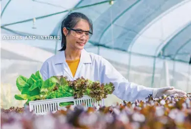  ?? UNIVERSITY OF CALIFORNIA, RIVERSIDE ?? Researcher­s want to turn vegetables into edible mRNA vaccines that can be stored at room temperatur­e.