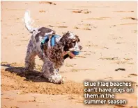  ?? ?? Blue Flag beaches can’t have dogs on them in the summer season