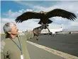  ?? Foto: archiv MAFRA ?? Hlídač letadel Exkurze na letišti představí práci tamních sokolníků a jejich dravců.