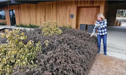  ?? Photos by Robin Jerstad / Contributo­r ?? San Antonio Botanical Garden CEO Sabina Carr looks over the damage to the rosemary plants and Meyer lemon trees at the San Antonio Botanical Garden.