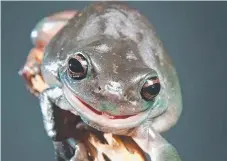  ??  ?? New research shows that frogs survived the meteor impact that wiped out many animal species on Earth.