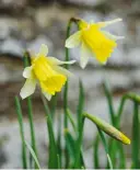  ?? ?? Bring spring cheer to shady spots with dwarf daffodil ‘W.P. Milner’