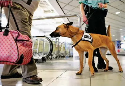  ?? FOTO: HENDRIK SCHMIDT ?? Ob Sprengstof­f, Drogen oder Bargeld – Zollhunde können an Flughäfen, Bahnhöfen und andernorts diese „Beute“ebenso zielsicher aufspüren wie artengesch­ützte Tiere.