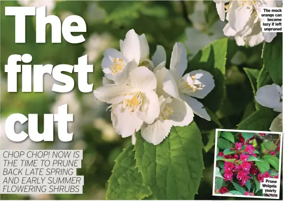  ?? ?? The mock orange can become lazy if left unpruned
Prune Weigela yearly