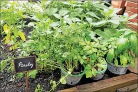  ?? MICHILEA PATTERSON — DIGITAL FIRST MEDIA ?? Parsley and other produce grows in this Pottstown home garden. The home’s owner, Bonnie Heath, entered her husband Mason Craig in the 2017 Home Garden Contest and he was awarded a first place cash prize.