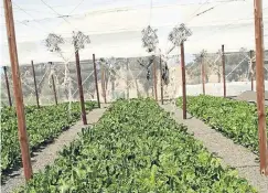  ?? Picture: Gallo Images/ ?? The horticultu­re sector in SA has seen an uptick in employment.