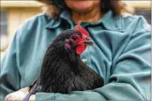  ?? HAILEY HESS / REPORTING TEXAS ?? Nearly a year after the program started, Jean El Harim is among just 14 people who have received Austin’s rebate, up to $75, and are now keeping hens in city-subsidized coops.