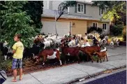  ?? RUTH BROWN / IDAHO STATESMAN ?? A herd of goats munches on a lawn in a residentia­l area of Boise, Idaho, on Friday. The goats had escaped from a retention pond where they had been eating and wandered into the city’s neighborho­ods before being rounded up.