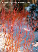  ?? ?? Cornus sanguinea ‘Midwinter Fire’.