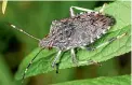  ??  ?? More than two dozen live brown marmorated stink bugs were found in a box of shoes ordered online this week.