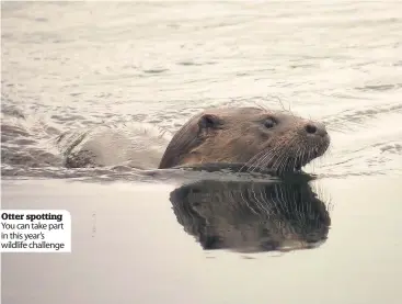  ??  ?? Otter spotting You can take part in this year’s wildlife challenge