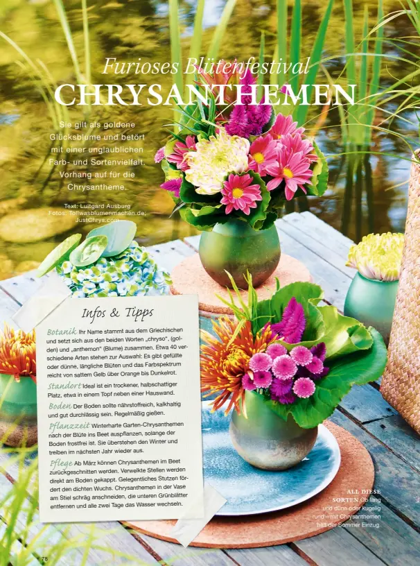  ??  ?? ALL DIESE SORTEN Ob lang und dünn oder kugelig rund – mit Chrysanthe­men hält der Sommer Einzug.