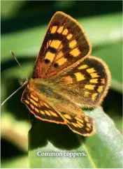  ??  ?? Common coppers.