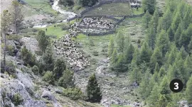  ??  ?? Sheep make their way out of an enclosure in Kurzras, arguably the oldest village of the Val Senales. 3