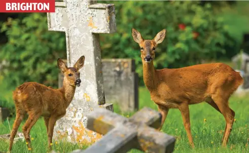  ??  ?? Lively residents for this place: A family settled in this East Sussex graveyard — snacking on mourners’ flowers