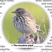  ?? Andreas Trepte ?? The meadow pipit