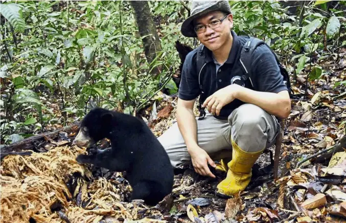  ??  ?? Sun bear
warrior: Dr Wong aims to be the voice of the species to ensure its survival.