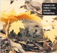  ??  ?? Leaves can make a cosy bed for hedgehogs