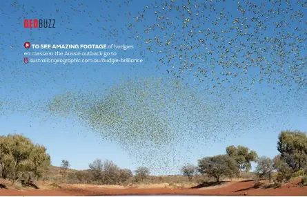  ?? ?? Budgies are so adept at locating water that following flocks to find a drink became a common outback survival technique among early European explorers.