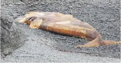  ?? THE CANADIAN PRESS / HO-FISHERIES AND OCEANS CANADA ?? A dead North Atlantic right whale is seen in the River of Ponds area in western Newfoundla­nd.