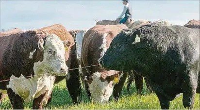  ?? ?? Hasta el momento, el 57,6% de los toros vendidos son de la raza Angus, en tanto los Hereford son el 32,4% del total.