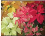  ?? (Special to the Democrat-Gazette/Janet B. Carson) ?? Colorful poinsettia­s hold their beauty a long time when kept evenly moist — not wet — and given bright sunlight during the day.