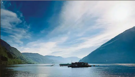  ??  ?? A trout farm owned by Leroy located in a scenic fjord near Bergen, Norway.
A wild saithe caught during our fishing trip in Bergen. It was later released.
A piece of meltingly tender trout sashimi from Leroy Fossen.
Smoked trout wrapped in Norwegian...