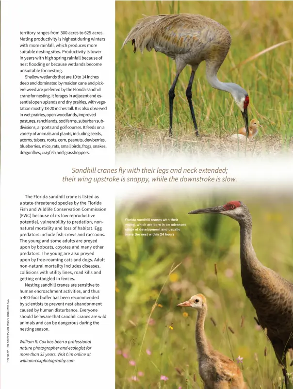  ??  ?? Florida sandhill cranes with their young, which are born in an advanced stage of developmen­t and usually leave the nest within 24 hours