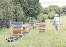  ?? ?? Azpe García trabajando con las abejas.