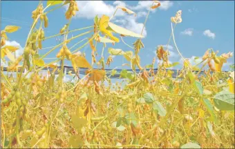  ??  ?? La inestabili­dad del clima, primero con una larga sequía, luego tiempo nublado y sin sol, repercutie­ron negativame­nte en la formación de los granos de soja (foto archivo).