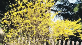  ?? HELEN CHESNUT ?? Forsythias are pruned right after flowering has finished. Removing some of the oldest stems at ground level helps to promote youthful vigour in the shrubs.