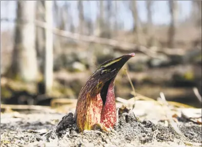  ?? Tyler Sizemore / Hearst Connecticu­t Media ?? A skunk cabbage peeks through the ground during the Greenwich Land Trust first day of spring walk at the Babcock Preserve in Greenwich on Friday. The Babcock Preserve is a vast 300-acre forest maintained as a natural conservati­on area that includes a huge variety of plant and animal life.