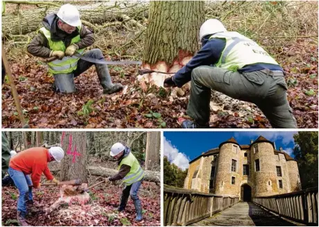  ??  ?? Les Charpentie­rs sans frontières se sont chargés de l’abattage, mercredi 14 février. Les arbres abattus ont été choisis, entre autres, par ceux qui entretienn­ent le parc, notamment parce qu’ils « commençaie­nt à mourir en tête ». En bas à droite, la...