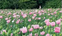  ?? FOTO: DEIKE UHTENWOLDT ?? Der Mohn leuchtet in Magenta und betört die Sinne – doch er macht nicht high.