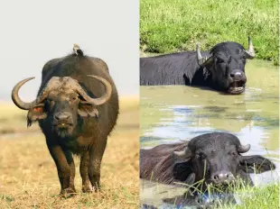  ??  ?? Actual buffalo look quite different to bison. Two of the most common are African or Cape buffalo (above left) and water buffalo (right). Cape buffalo reach a similar size to bison but are a very different shape with no hump or thick coat. Water buffalo are about half the size.