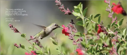  ?? PHOTOS BY JENNIFER J. MEYER ?? The many varieties of native salvias, commonly known as sages, are magnets for hummingbir­ds.