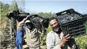  ??  ?? Farmworker­s harvest grapes at the Diemersfon­tein wine farm near Wellington in the Western Cape.