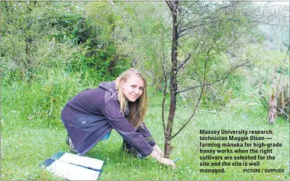  ?? PICTURE / SUPPLIED ?? Massey University research technician Maggie Olsen — farming ma¯ nuka for high-grade honey works when the right cultivars are selected for the site and the site is well managed.