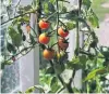  ?? PHOTO: GILLIAN VINE ?? Tomatoes can now be planted in unheated greenhouse­s.