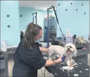  ?? BILL DEBUS - THE NEWS-HERALD ?? Pamela Brown, a groomer at Kristy’s Kritters Pet Spa, clips a dog’s hair during a recent appointmen­t. Kristy’s Kritters, which grooms dogs only, is located in Madison Village. Owner Kristy Sammet started the business 19 years ago.