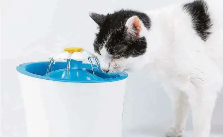  ?? FOTOS ISTOCK ?? Aleje el bebedero de la arenera y determine si su gato tiene o no alguna enfermedad de base que reduce el consumo de agua.