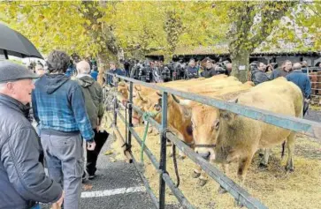  ?? ?? Pocas vacas y muchos paraguas en la plaza Matxiketa.