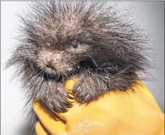  ?? MURDO MESSER PHOTO ?? The lives of several porcupines, including young porcupette­s, have been saved at the Cobequid Wildlife Rehabilita­tion Centre in Hilden.